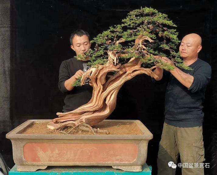 图解 高山圆柏盆景怎么制作的16个步骤