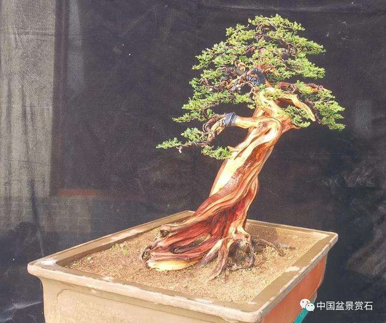 图解 高山圆柏盆景怎么制作的16个步骤