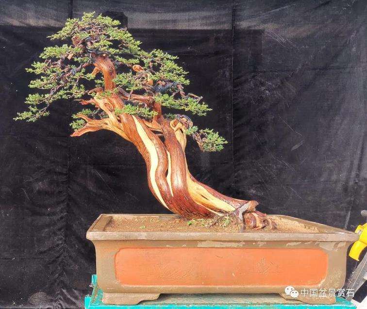 图解 高山圆柏盆景怎么制作的16个步骤