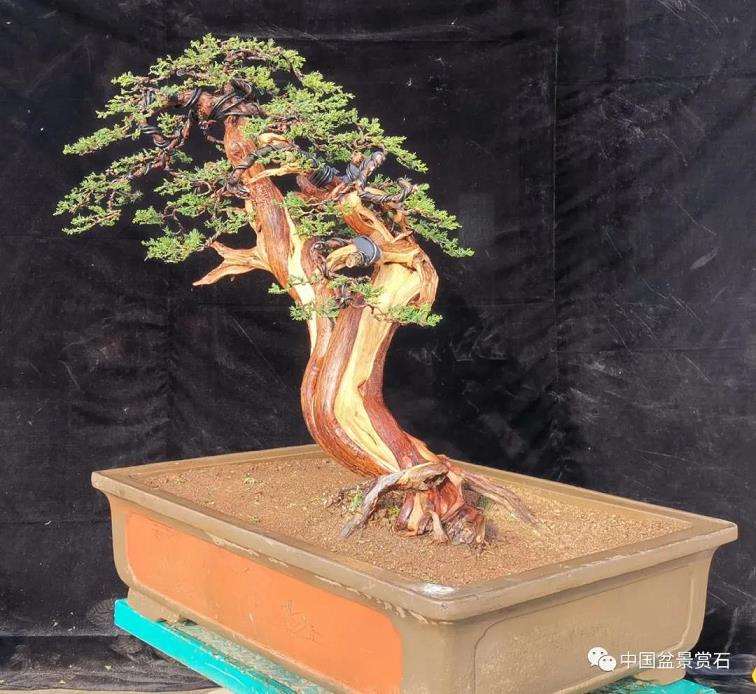 图解 高山圆柏盆景怎么制作的16个步骤