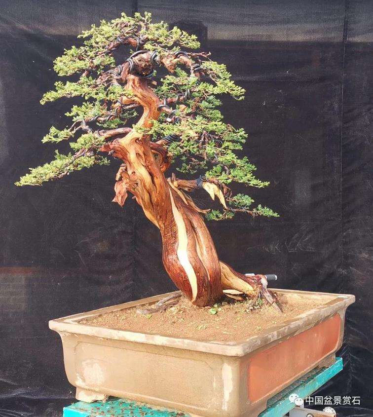 图解 高山圆柏盆景怎么制作的16个步骤