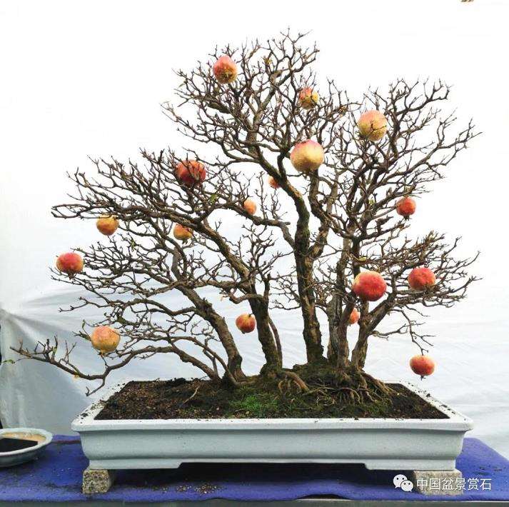 浅议石榴盆景作品的型 意 神 图片