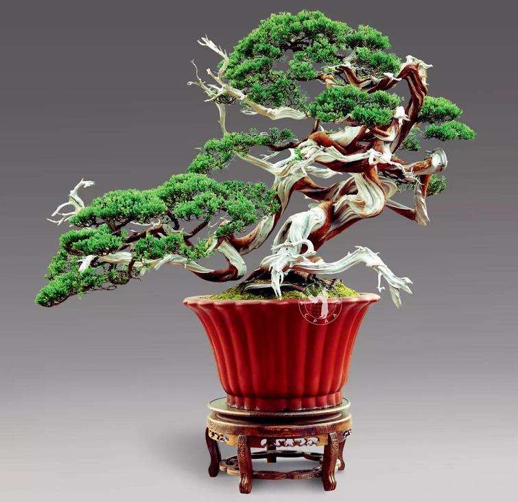 关山真柏盆景作品《飞天》的赏析 图片