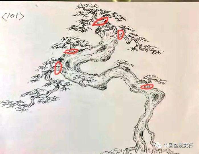 图解 三角梅盆景怎么高压的5个过程