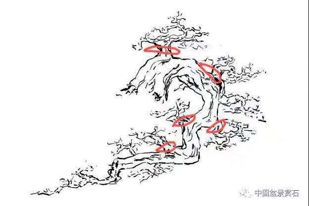 图解 三角梅盆景怎么高压的5个过程