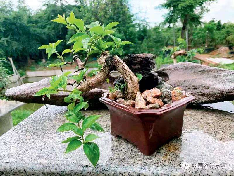 图解 三角梅盆景怎么高压的5个过程