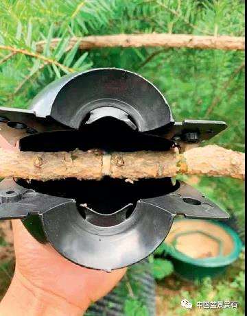 图解 三角梅盆景怎么高压的5个过程