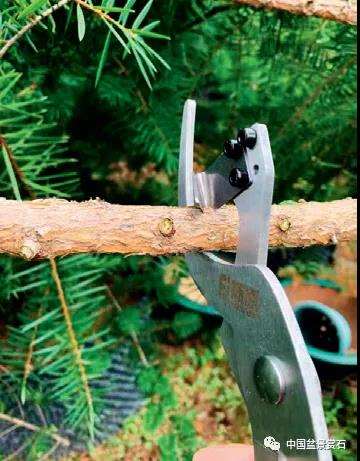 图解 三角梅盆景怎么高压的5个过程