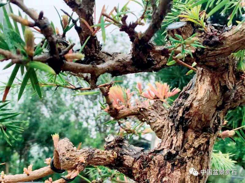 图解 三角梅盆景怎么高压的5个过程