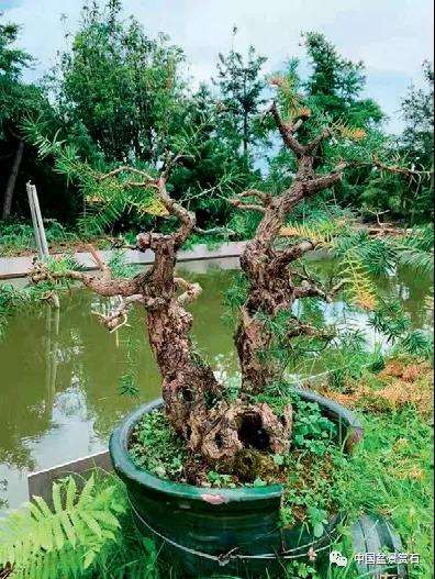 图解 三角梅盆景怎么高压的5个过程