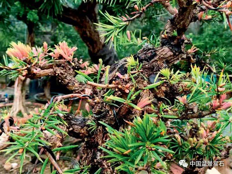 图解 三角梅盆景怎么高压的5个过程