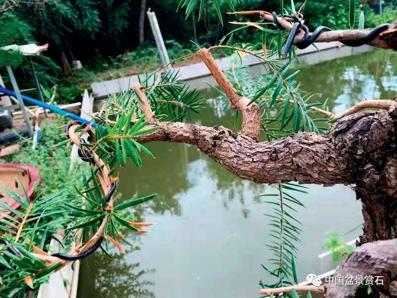 图解 三角梅盆景怎么高压的5个过程