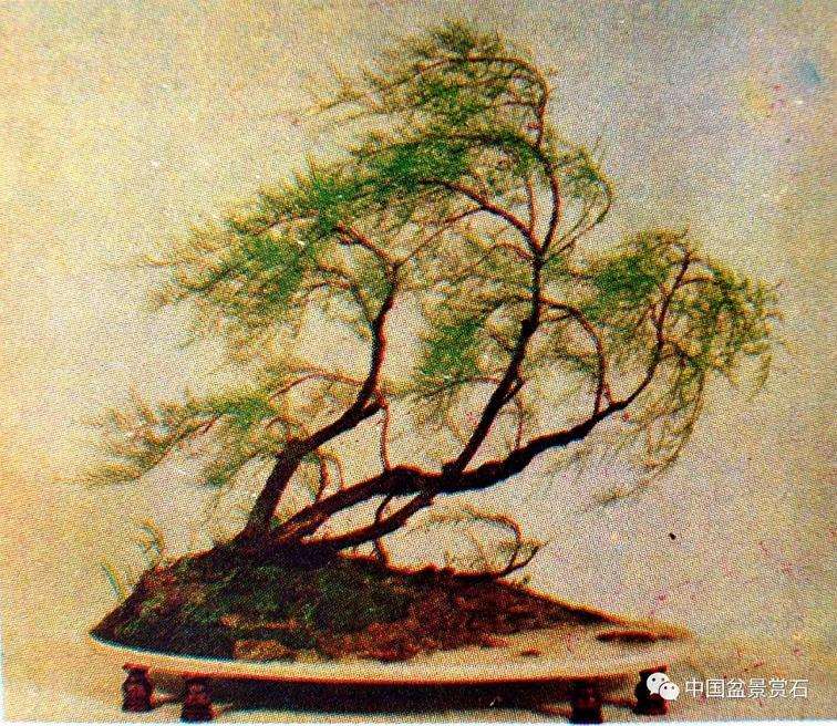 观王选民盆景作品《晚浦烟雨》有感 图片