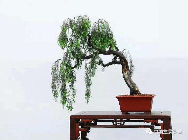 观王选民盆景作品《晚浦烟雨》有感 图片