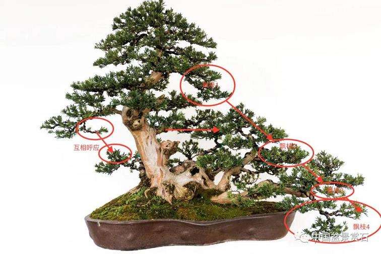 图解 罗汉松盆景怎么改作的4个步骤