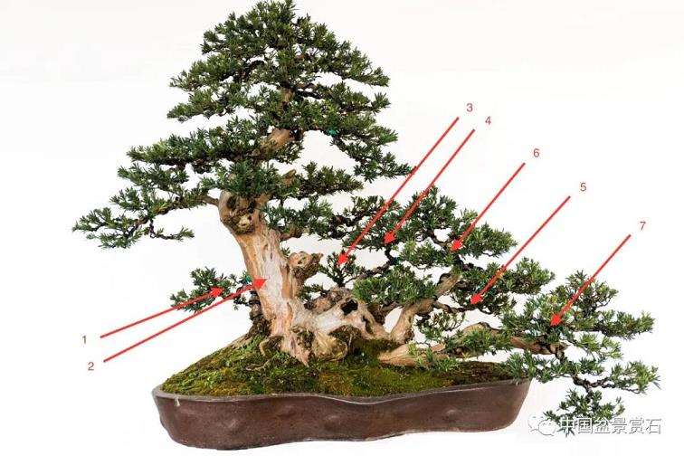 图解 罗汉松盆景怎么改作的4个步骤