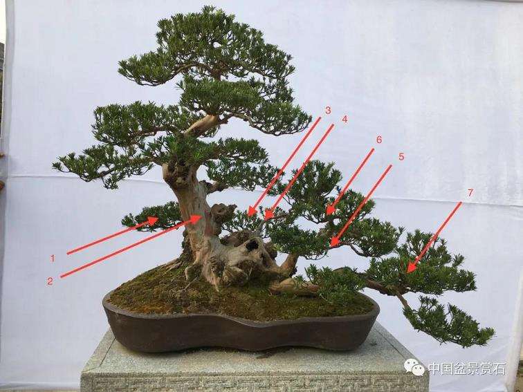 图解 罗汉松盆景怎么改作的4个步骤