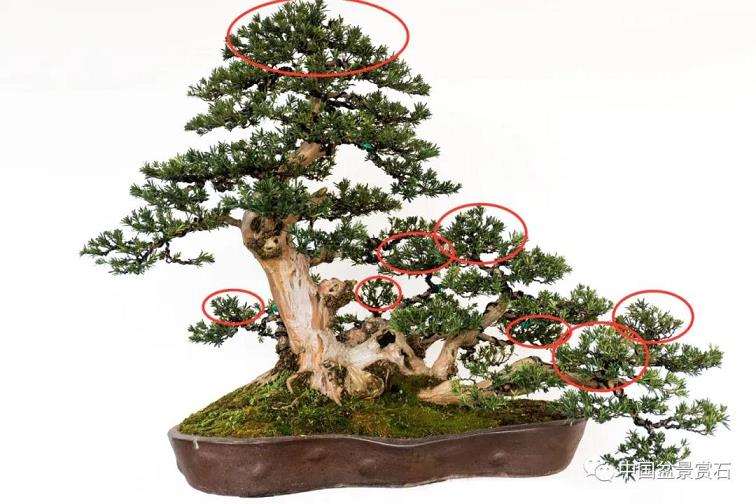 图解 罗汉松盆景怎么改作的4个步骤