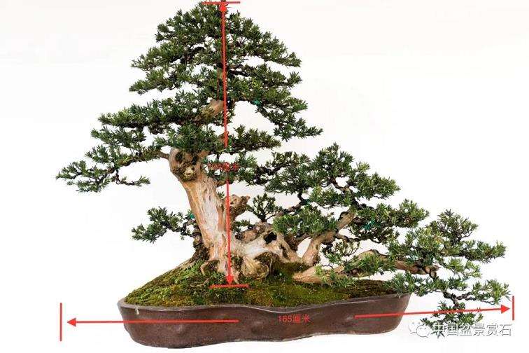 图解 罗汉松盆景怎么改作的4个步骤
