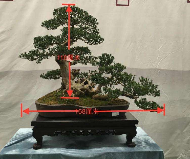 图解 罗汉松盆景怎么改作的4个步骤