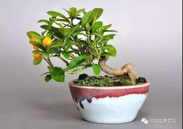 怎么实现小微盆景的产业化发展 图片