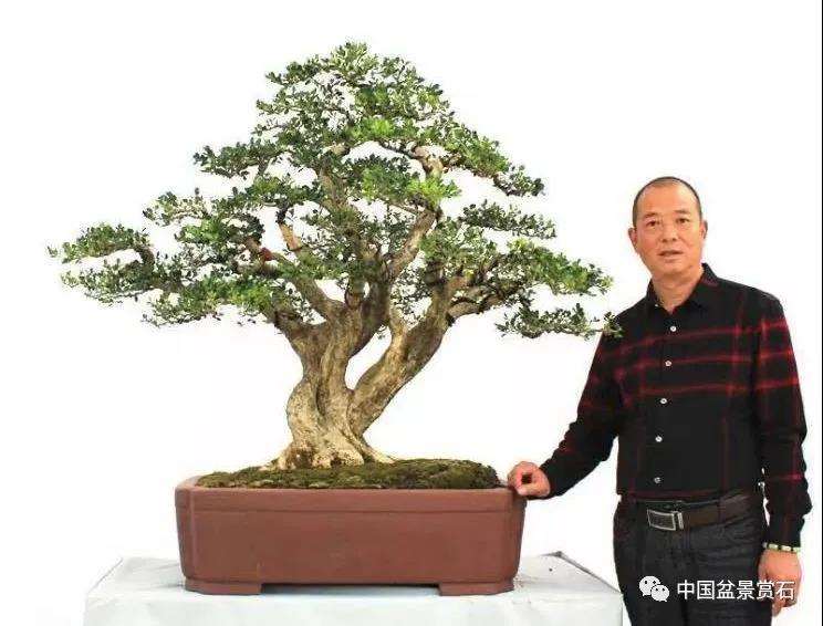 怎么实现小微盆景的产业化发展 图片