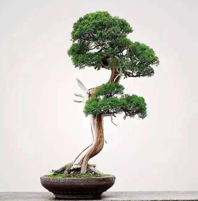 怎么实现小微盆景的产业化发展 图片