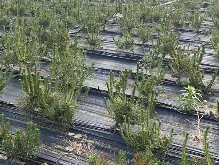 怎么实现小微盆景的产业化发展 图片