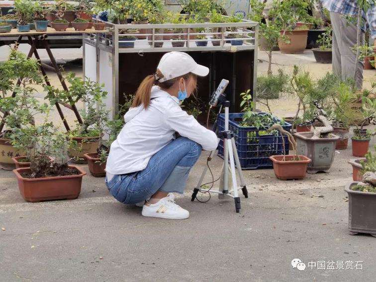 怎么实现小微盆景的产业化发展 图片
