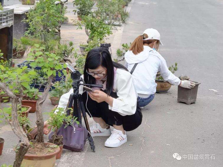 怎么实现小微盆景的产业化发展 图片