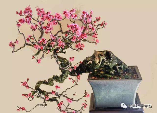 怎么实现小微盆景的产业化发展 图片