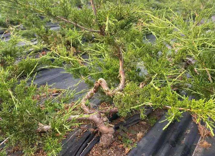 怎么实现小微盆景的产业化发展 图片