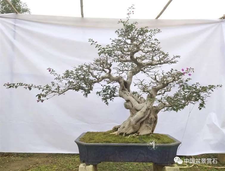 我的广西盆景是怎么获得金奖的 图片