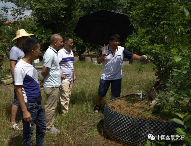 我的广西盆景是怎么获得金奖的 图片