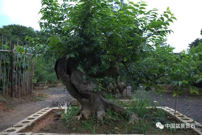 我的广西盆景是怎么获得金奖的 图片