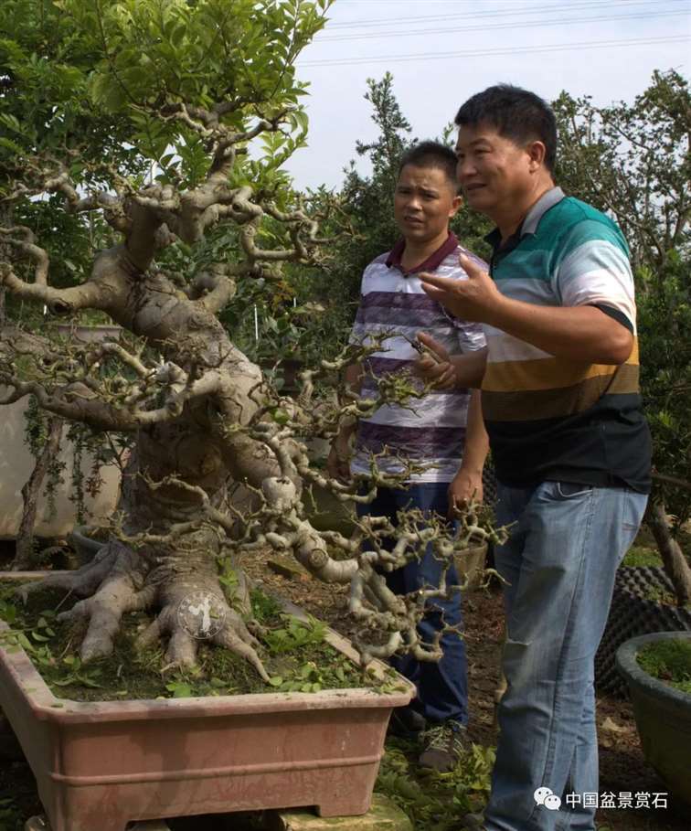 我的广西盆景是怎么获得金奖的 图片