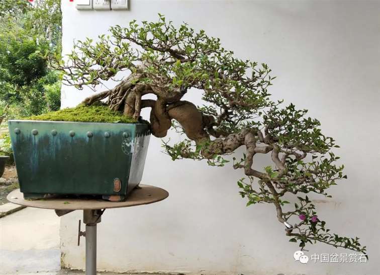 我的广西盆景是怎么获得金奖的 图片