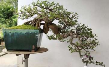 我的广西盆景是怎么获得金奖的 图片