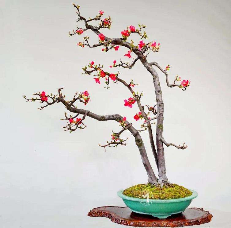 欣赏赵庆泉贴梗海棠盆景《春晖》 图片