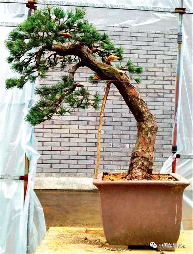 图解 陆洲怎么改作五针松盆景的7个步骤
