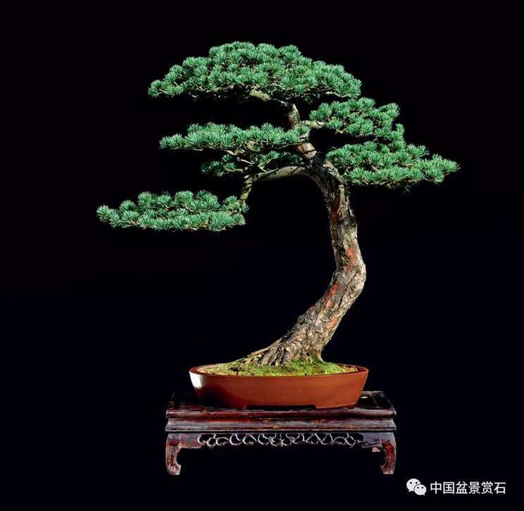 图解 陆洲怎么改作五针松盆景的7个步骤