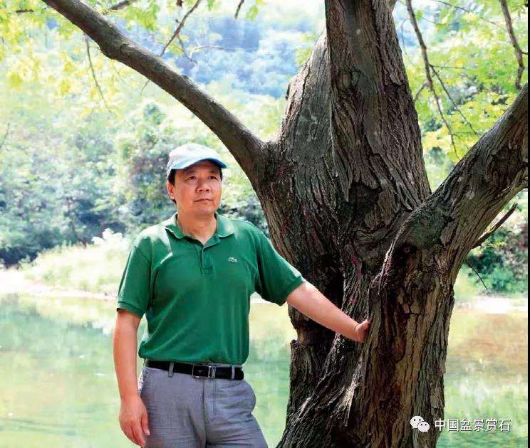 图解 陆洲怎么改作五针松盆景的7个步骤