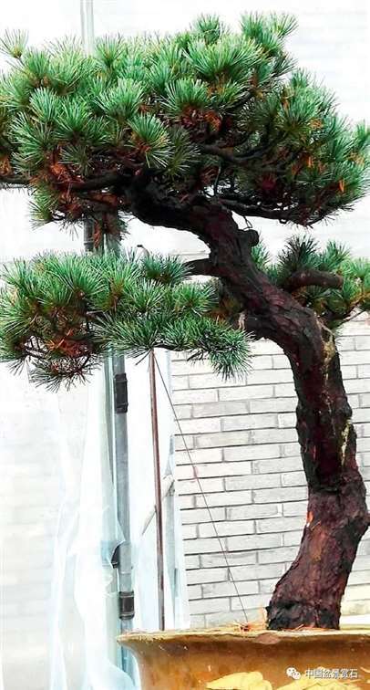 图解 陆洲怎么改作五针松盆景的7个步骤