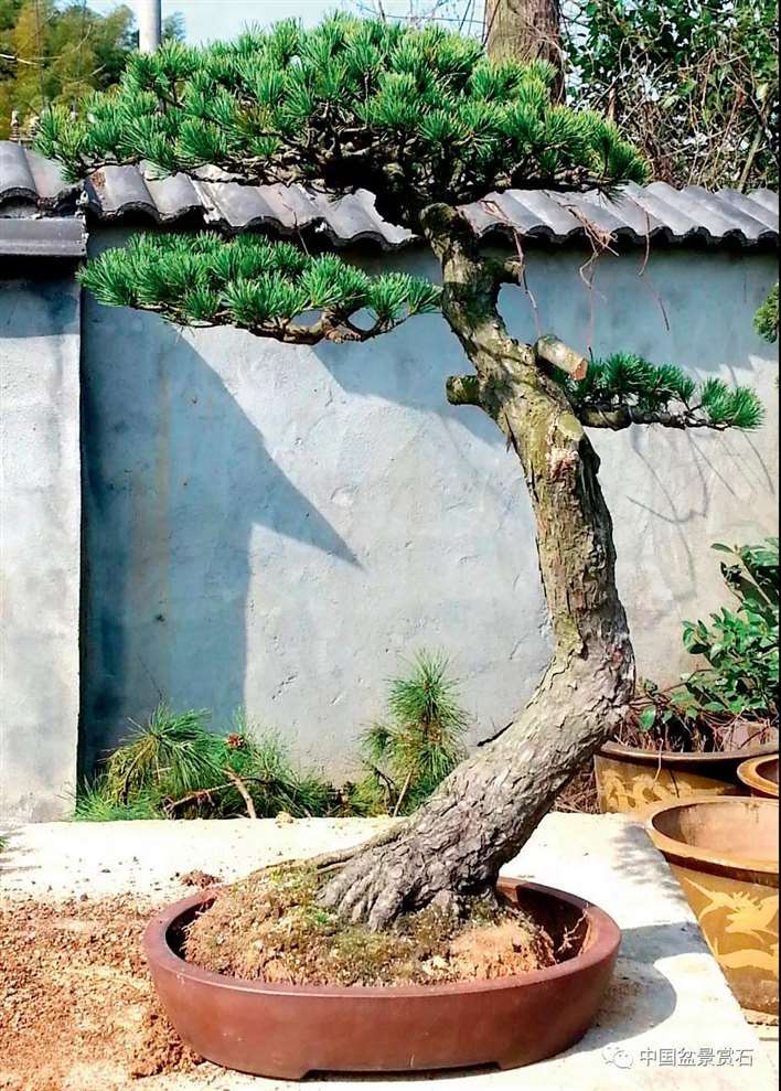 图解 陆洲怎么改作五针松盆景的7个步骤