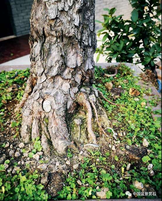 图解 陆洲怎么改作五针松盆景的7个步骤