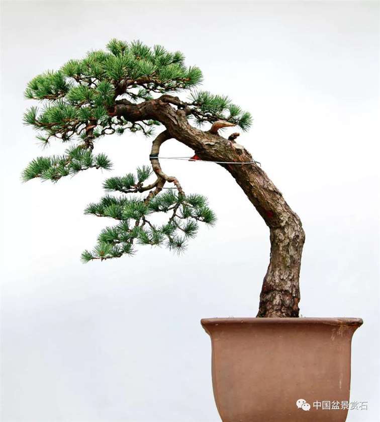 图解 陆洲怎么改作五针松盆景的7个步骤