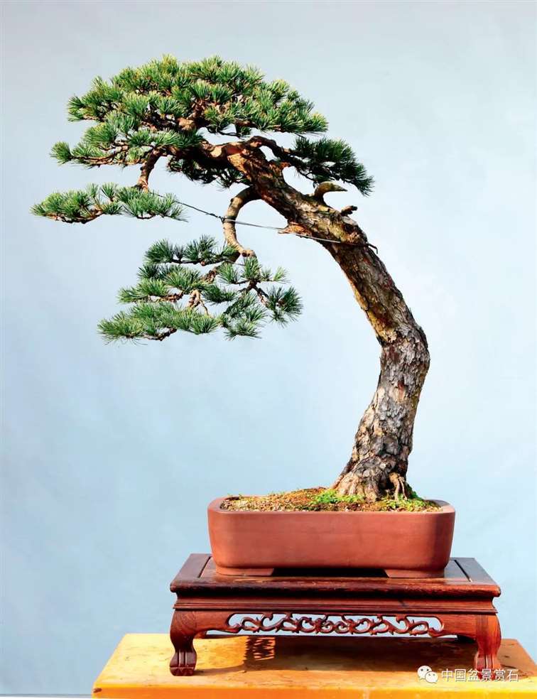 图解 陆洲怎么改作五针松盆景的7个步骤