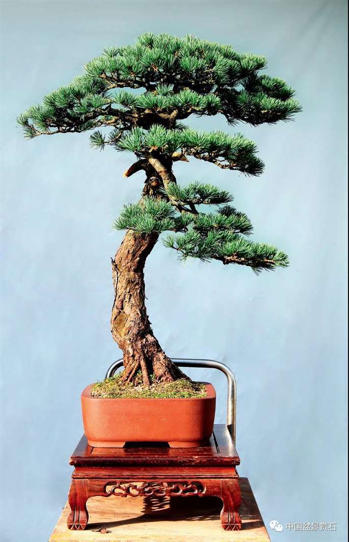 图解 陆洲怎么改作五针松盆景的7个步骤