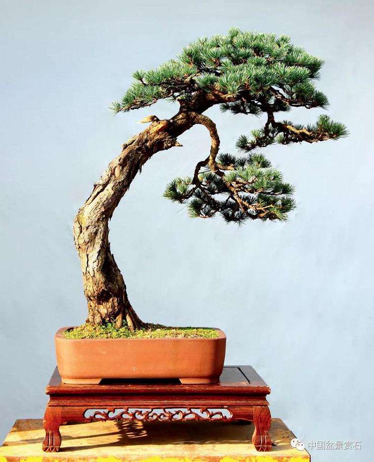 图解 陆洲怎么改作五针松盆景的7个步骤