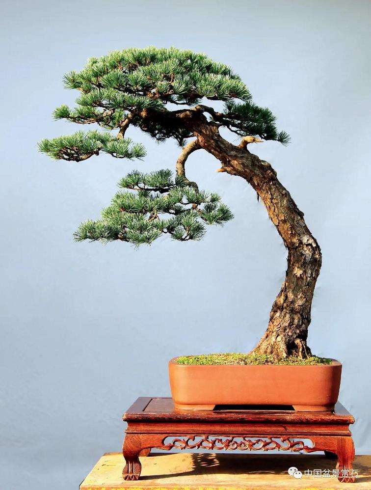 图解 陆洲怎么改作五针松盆景的7个步骤